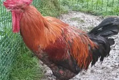 Le coq Picki