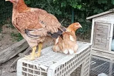 Les poules Negget et Cuicui jigsaw puzzle