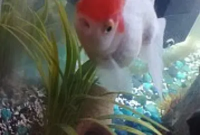 Tête Rouge le Poisson rouge Japonais