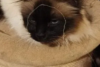 La chatte Melba