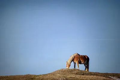 Toy