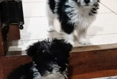 פאזל של Perritos pequeños