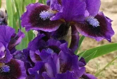 fleur