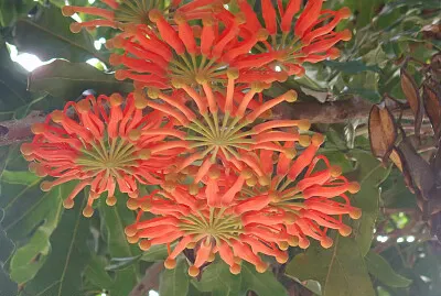 fleur