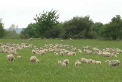 Paisajes, Reuniones, Campo etc.