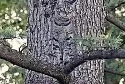 PREDATOR