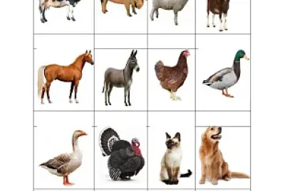 animale