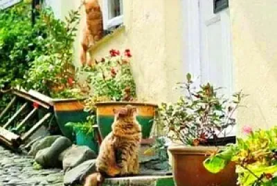 gato