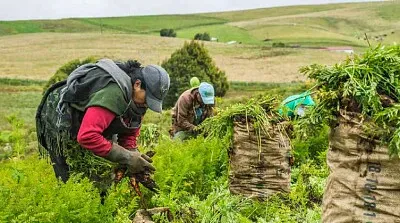 mujeres campesinas