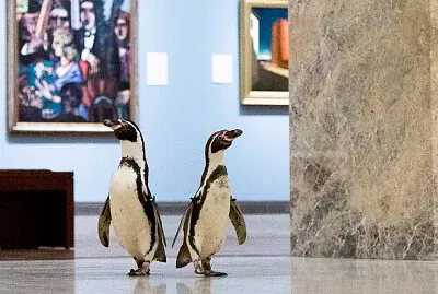 Penguins tour museum jigsaw puzzle