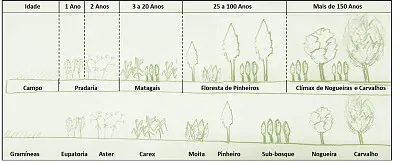 Sucessão Ecológica