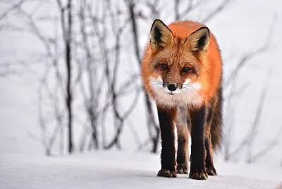 vulpe