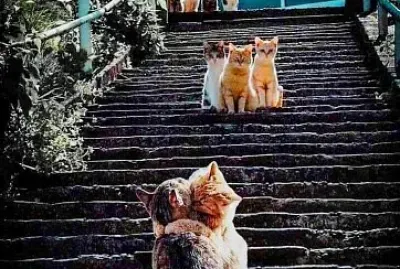 gato
