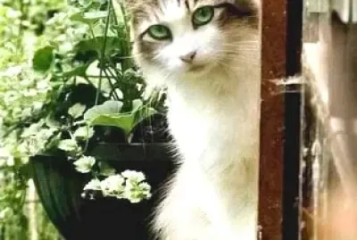 gato