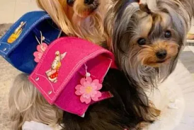 perro