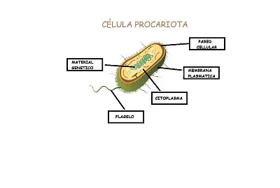 biologia