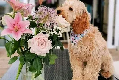 flores