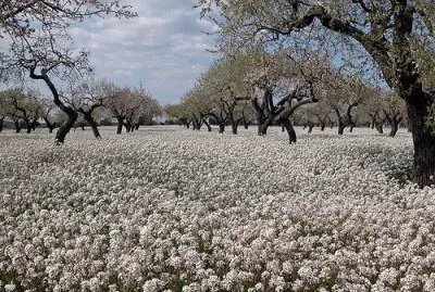 Flors blanques i grogues