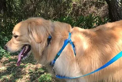 Golden FRED com o peitoral da FRIP   'S