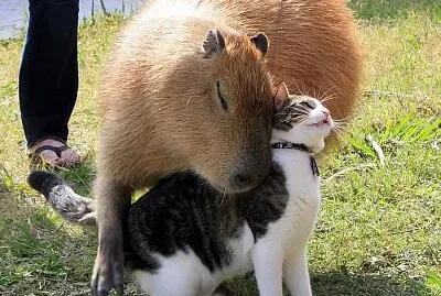 capivara e gatinho fofo