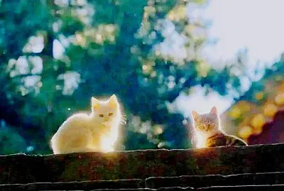 gato jigsaw puzzle
