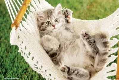 gato