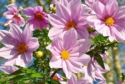 imagem jigsaw puzzle