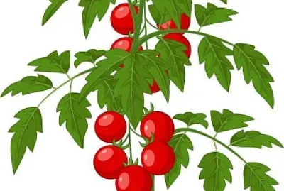 פאזל של plantas