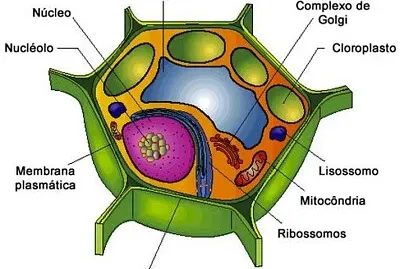 celula