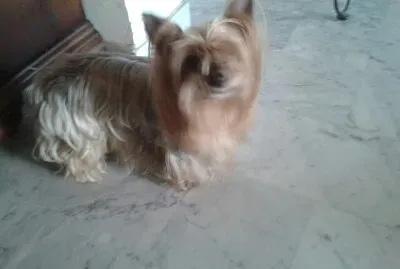 coco