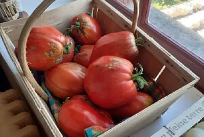 récolte jigsaw puzzle