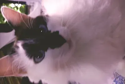 titi
