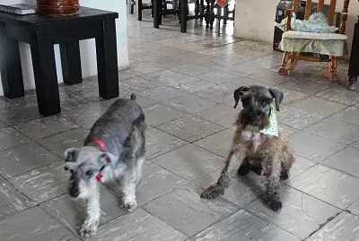 Princesa y Lucas
