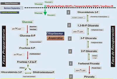 Glucolisis