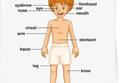 Parts of the body