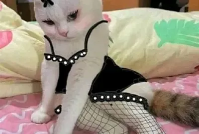 un gato