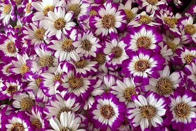Flores