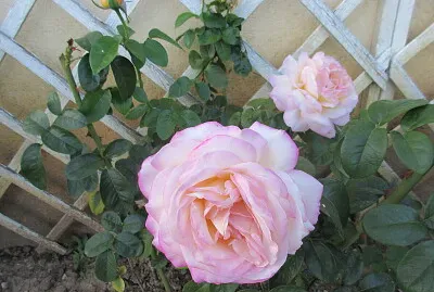 Rose rose