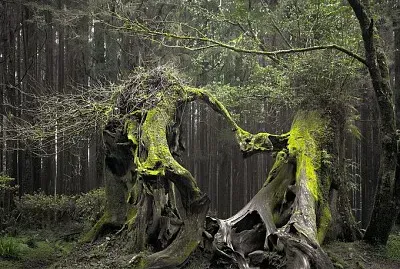 Árboles