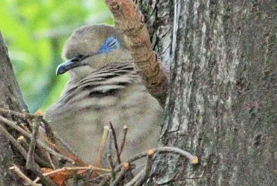 פאזל של TORTOLA