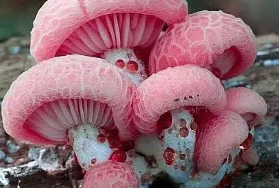 פאזל של imagem