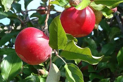 imagem jigsaw puzzle