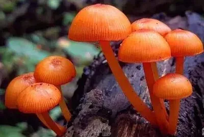 imagem jigsaw puzzle