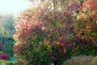 Monet