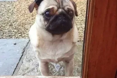 pug