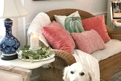 perro