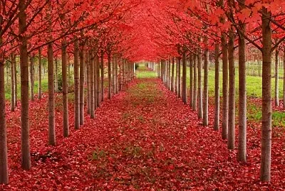 arbol