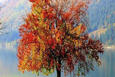 arbol