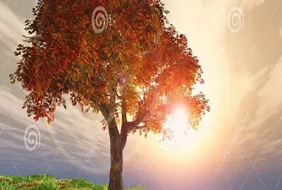 arbol