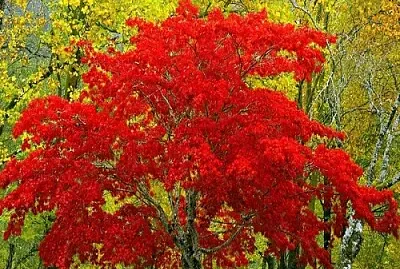 arbol